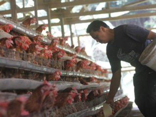 Lebih dari 334.000 Ekor Ayam Hidup Asal Bintan Tembus Pasar Singapura