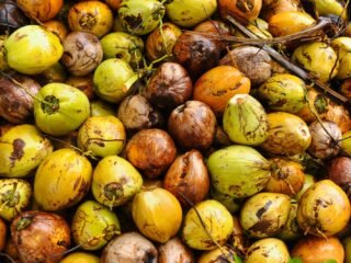 Petani Natuna Minta Naikkan Harga Kelapa!